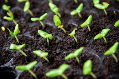 Kreş tepsisinde biraz yeşil kavun kabuğu
