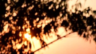 Bulanık odak günbatımını ağaçla döndür