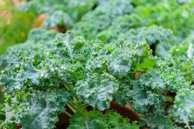 Taze yeşil Kal 'a odaklan.