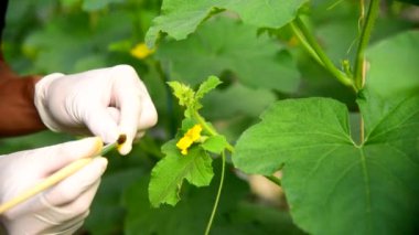 Yeşil evde kavun çiçeği polenleri için boya fırçası kullan