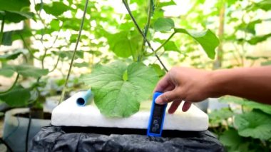 Meon çiftliğindeki su kovası hidroponik sisteminin AK değerini kontrol et