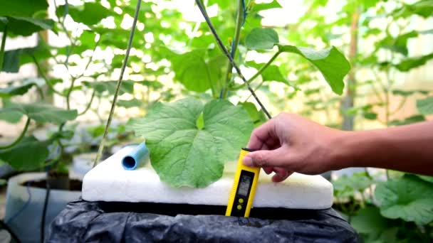 Kontrollera Värdet För Vattenbehållaren Hydroodlingssystemet Melonodling — Stockvideo