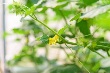 Bahçedeki taze karpuz çiçeğine yakın.