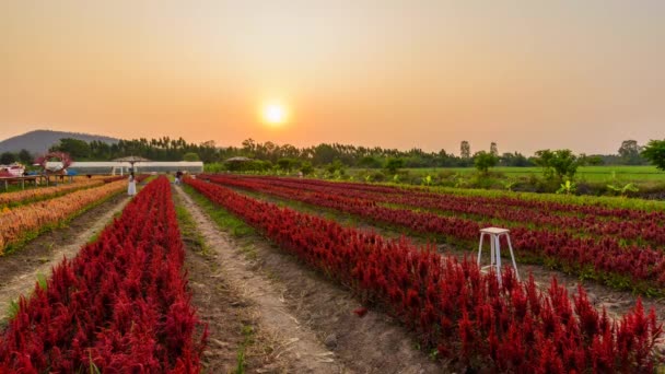 Rachaburi Tailandia Marzo 2021 Time Lapse Hermosa Colorida Granja Flores — Vídeos de Stock