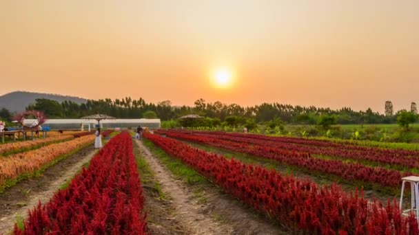 Rachaburi Tayland Mart 2021 Gün Batımında Nuanaboon Çiçek Çiftliği Nde — Stok video