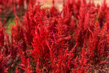 Gün batımında güzel renkli Çin yün çiçek parkı