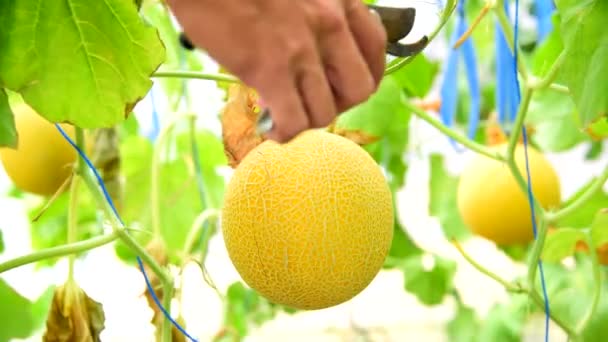Homme Qui Mange Melon Frais Dans Jardin Serre — Video