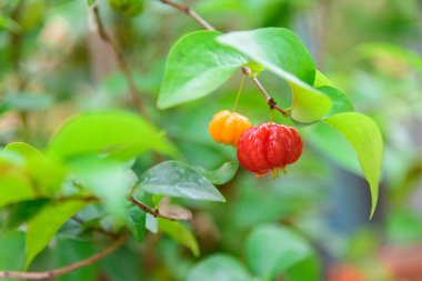 Ağaçtaki SURINAM CHERRY 'ye yakın çekim