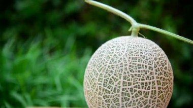 Sarmal dönüşe yakın ahşap tabakta taze kavun