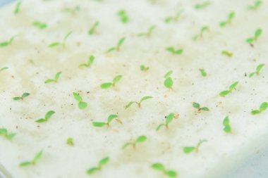 Tohumlar süngerdeki salata tohumu ve bitki için su hidroponik sistemine.