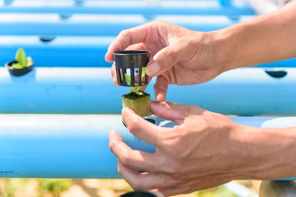 Mudas Planta Salada Esponja Com Tubo Água Para Planta Sistema — Fotografia de Stock
