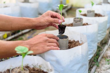 Adam fidanı bitki için tutuyor.
