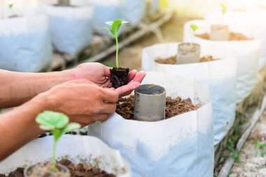 # Adam yeşil melodiyi tutar bitki için fidan gibi #