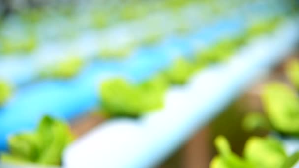 Поверніть Фокус Молоду Зелену Масляну Голівку Системі Гідропоніки — стокове відео