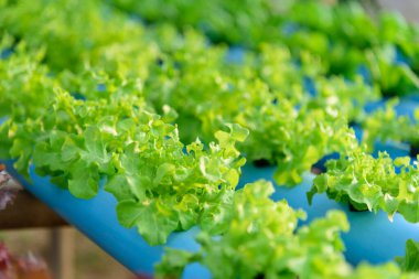 Hidroponik sistemindeki genç yeşil meşeye yakın çekim