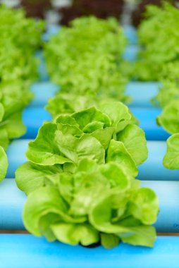 Hidroponik sistem borusundaki genç yeşil tereyağı kafaya yakın çekim