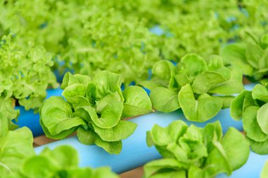 Hidroponik sistem borusundaki genç yeşil tereyağı kafaya yakın çekim