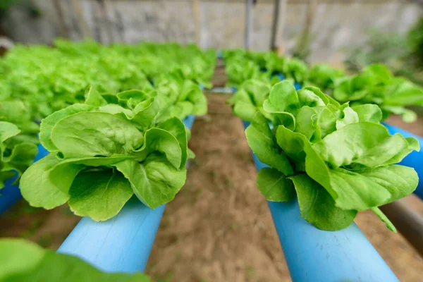 closeup to  young green butter head in hydroponics system pipe