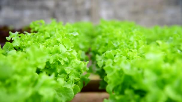水耕栽培システムパイプの新鮮な緑のオークに近い選択的な焦点 — ストック動画