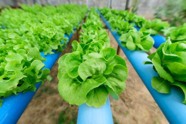 Hidroponik sistem borusundaki taze yeşil tereyağı başlığına yakın çekim