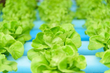 Hidroponik sistem borusundaki taze yeşil tereyağı başlığına yakın çekim