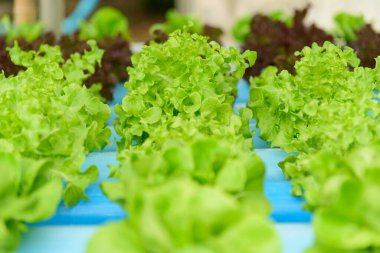 Hidroponik sistem borularındaki taze yeşile yakın çekim