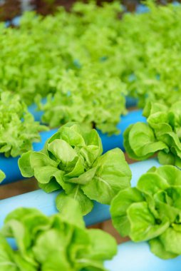 Hidroponik sistem borusundaki taze yeşil tereyağı başlığına yakın çekim