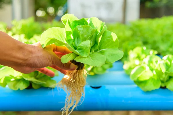 Hidroponik sistem borusundaki taze yeşil tereyağı başlığına yakın çekim