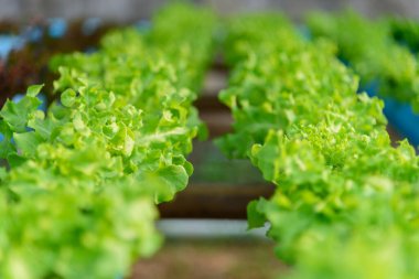 Hidroponik sistem borularındaki taze yeşile yakın çekim