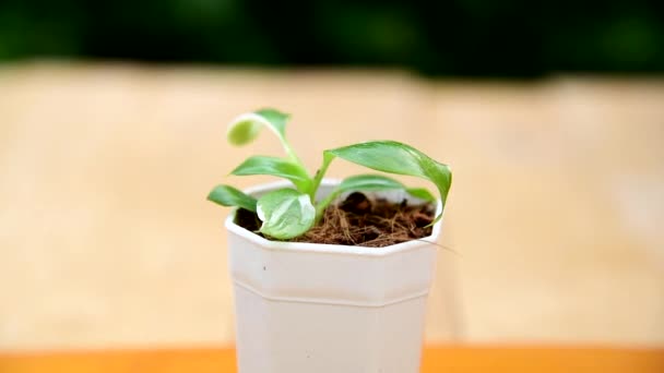 Closeup Fresh Little Philodendron White Wizard — Stock Video