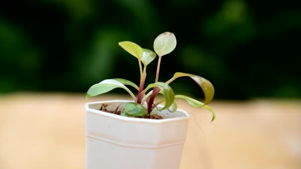 Närbild Till Färsk Philodendron Rosa Prinsessa Potten — Stockvideo