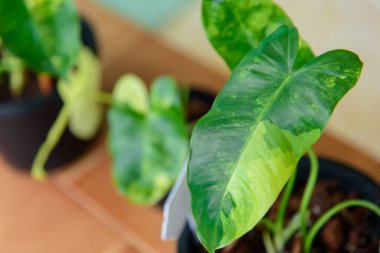 philodendron burle Marx siyah tencerede çeşitlendirilmiş