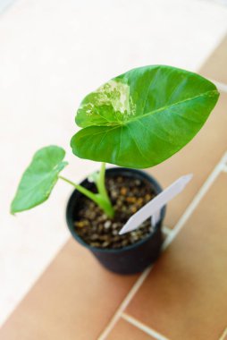 Küçük taze Alocasia makro motorlarına yakın çekim    