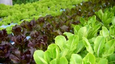 Hidroponik sisteminde Kırmızı Batavya Marulu