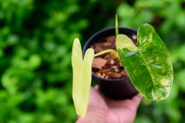 philodendron burle Marx siyah tencerede çeşitlendirilmiş