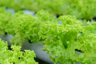 Hidroponik sistem borusunda yeşil mercan salatası