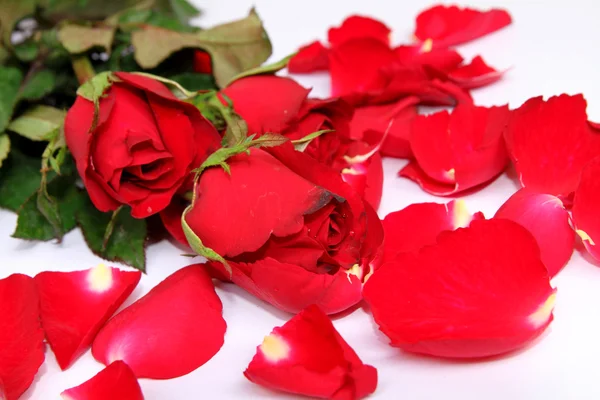 Red Rose — Stock Photo, Image