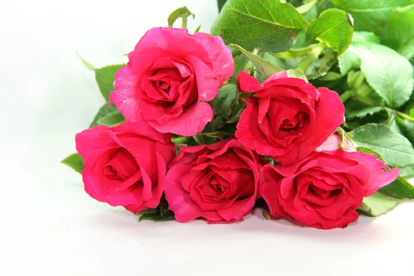 Pink roses — Stock Photo, Image