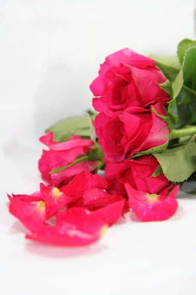 Pink roses — Stock Photo, Image