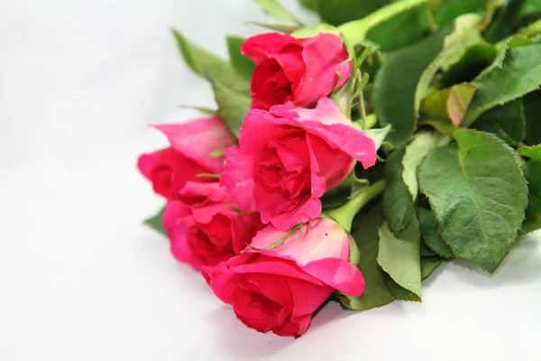 Pink roses — Stock Photo, Image