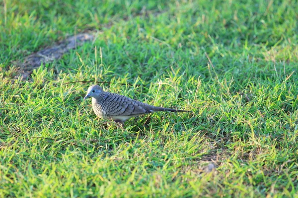 Zebra dove — Stock Photo, Image