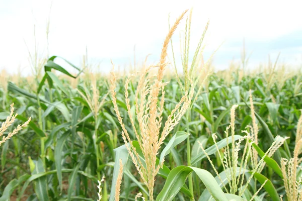 Flor de maíz — Foto de Stock