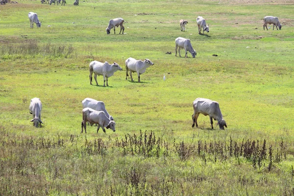 Vaca em fileld — Fotografia de Stock