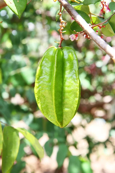 Star apple — Zdjęcie stockowe