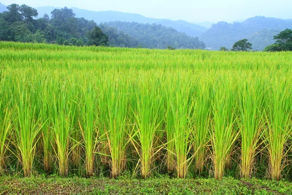 Campo de arroz fresco — Fotografia de Stock