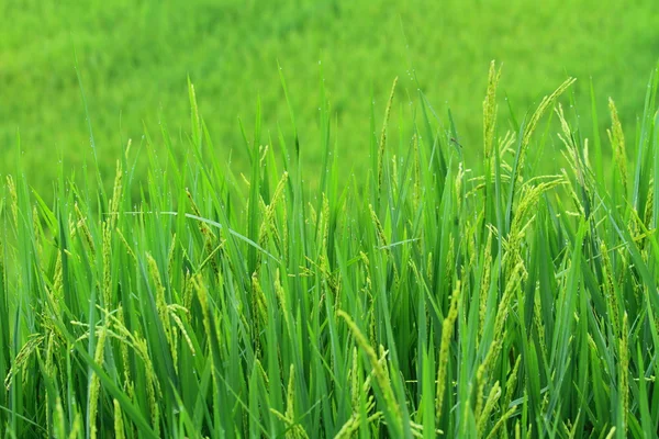 Rice terrace — Stock Photo, Image