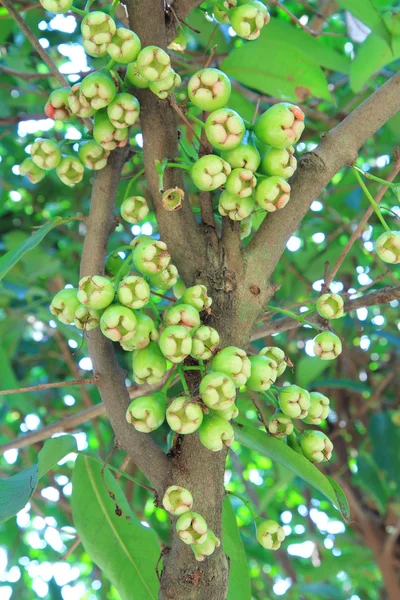 Fiatal rose apple — Stock Fotó