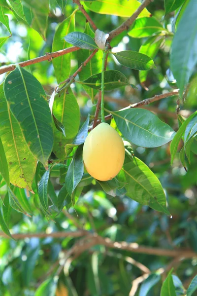 मारियन प्लम — स्टॉक फोटो, इमेज