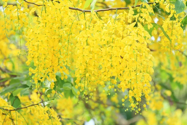 Goldener Duschbaum — Stockfoto