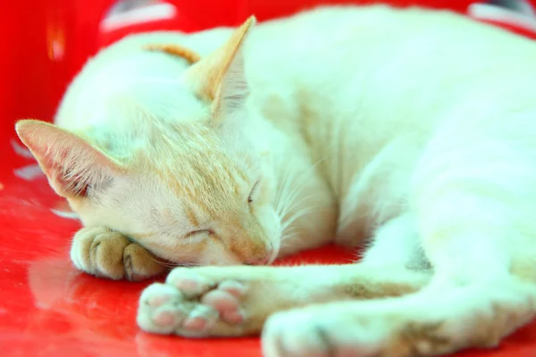 So cute yellow cat sleeping — Stock Photo, Image